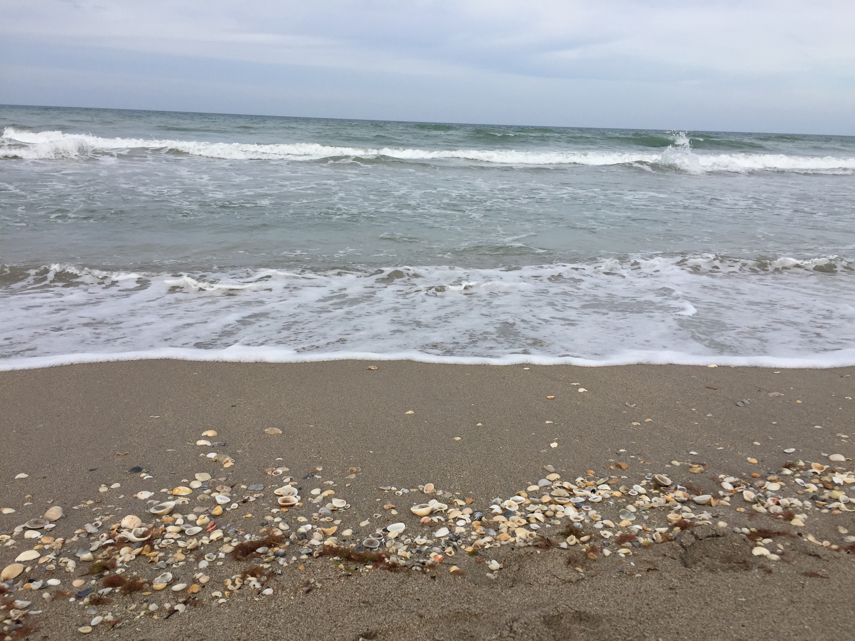Seashells At The Seashore