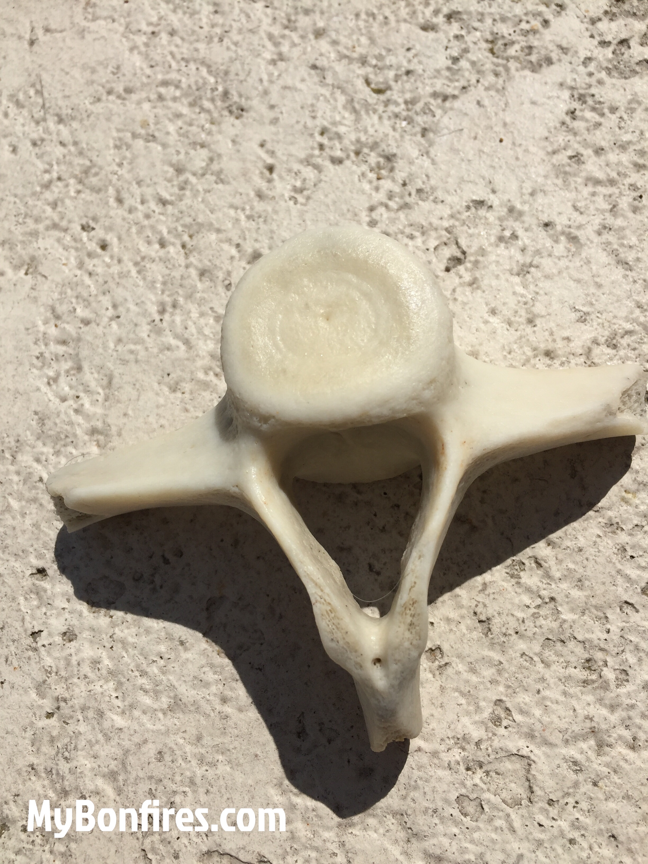 Beach Treasures Whale Bone Fossil Vertebrae Found